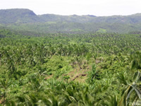 肥沃な火山灰土で育つココナッツ