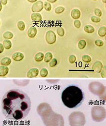 第一酵母のコーボン（COBON）：COBONの天然酵母と血球顕微鏡写真