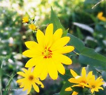 髪技パワー:キクイモの花