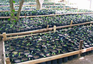 芽を出したコタラヒンブツの苗木を植林予定地へ運び植え付けます。