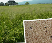 佐賀県白石町の岩永さんの自然栽培米