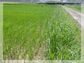 田植えからしばらく経った頃の稲の様子。まだ畦（あぜ）の草の方が勢いがありますね。