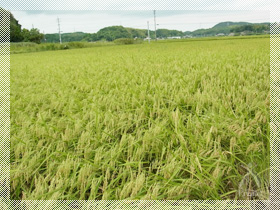 「ほそーく」植えられた稲も、力強く根を張り、見事な黄金の稲穂をたわわに実らせます。