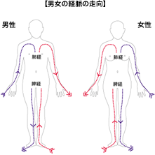 男女の経脈の走向