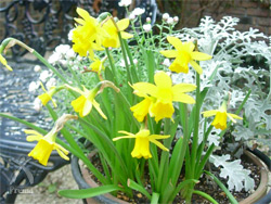 地雷ではなく花をください：玄関先の庭にて・・・黄色がきれい！