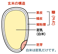 ブラックジンガー シガリオ社製 玄米の断面図