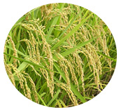 BS農法で育てたお米を使って作られているのがマクロヘルスの玄米甘酒
