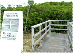 島尻マングローブ林入口