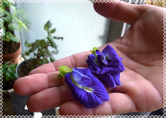 工房裏の畑で採れるバタフライピーの花からは青色の麺が生まれます