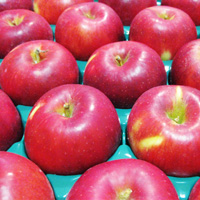 プレマシャンティ 竹嶋有機農園の紅玉リンゴ 1段（約4.5kg）