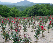 山間に位置する薔薇園