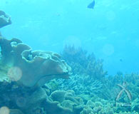珊瑚礁２