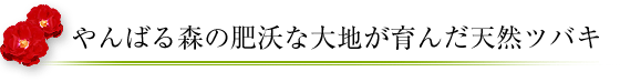 やんばる森の肥沃な大地が育んだ天然ツバキ