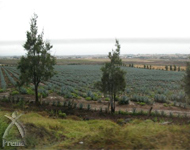 鉄平ブルーアガベシロップのブルーアガベの畑。