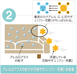 (2)アレルGプラスの粒子が花粉やダニ（フン・死骸）を吸着/電荷の力でアレルGに花粉やダニ（フン・死骸）が引っ張られる。