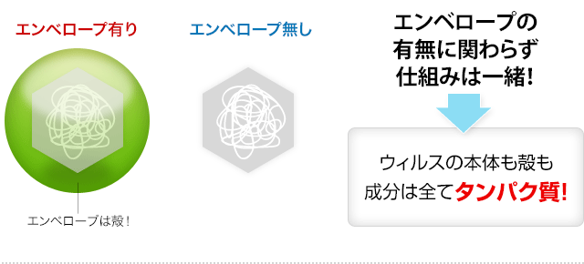 エンベロープは殻！エンベロープの有無に関わらず仕組みは一緒！→ウィルスの本体も殻も成分は全てタンパク質！