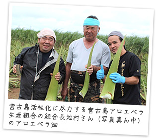 宮古島活性化に尽力する宮古島アロエベラ生産組合の組合長池村さん（写真真ん中）のアロエベラ畑