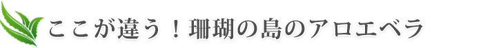 ここが違う！珊瑚の島のアロエベラ