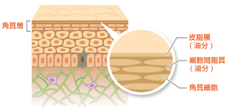 肌の断面