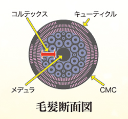 毛髪断面図