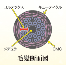 毛髪断面図