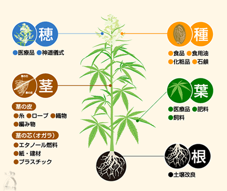 ヘンプからできるさまざまな製品図