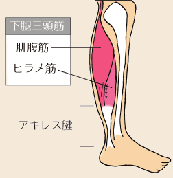 ふくらはぎ　筋肉の場所の説明