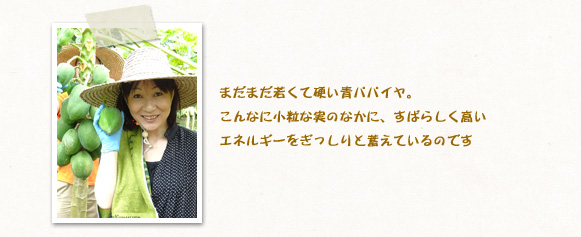 まだまだ若くて硬い青パパイヤ。こんなに小粒な実のなかに、すばらしく高いエネルギーをぎっしりと蓄えているのです