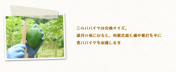 このパパイヤは合格サイズ。満月の夜になると、特製定規と懐中電灯を手に青パパイヤを収穫します