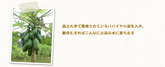 国立大学で管理されているパパイヤの苗を入手。数年もすればこんなに立派な木に育ちます