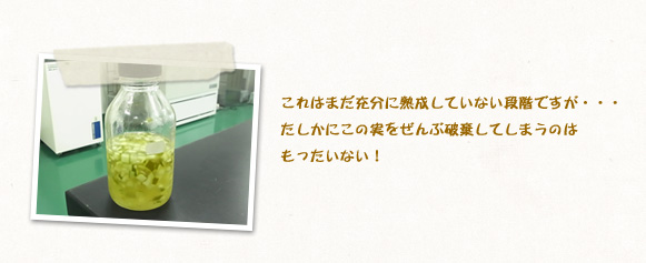 これはまだ充分に熟成していない段階ですが・・・たしかにこの実をぜんぶ破棄してしまうのはもったいない！