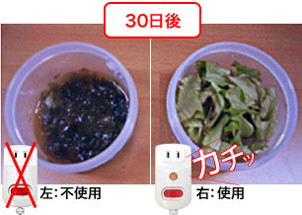 30日後のレタスの鮮度