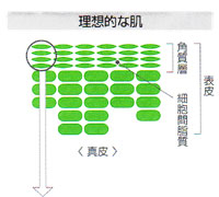 MD化粧品 エムディ クリームエッセンス （高機能エッセンス） 34g