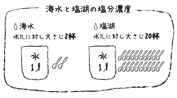 海水と塩湖の塩分濃度