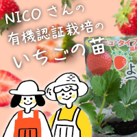 オーガニックNICOさんが育てた有機認証栽培のいちごの苗