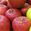 まっかなほんと農薬不使用のりんご/ジュース/玄米