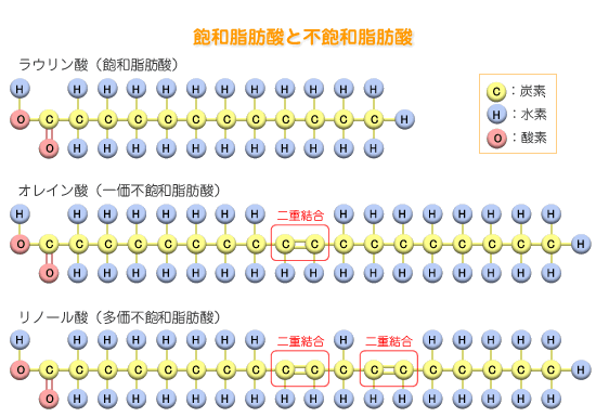 飽和脂肪酸と不飽和脂肪酸