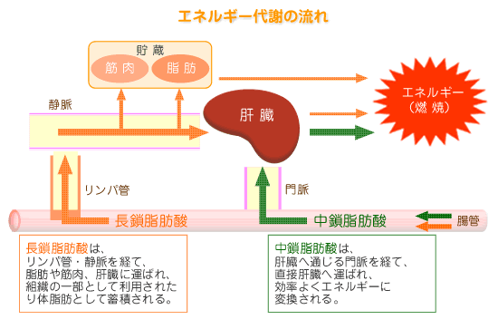 エネルギー代謝の流れ