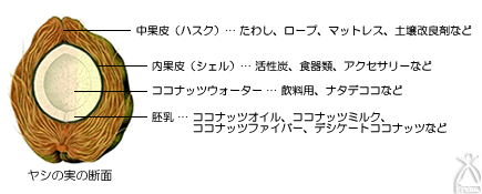 ヤシの実の断面