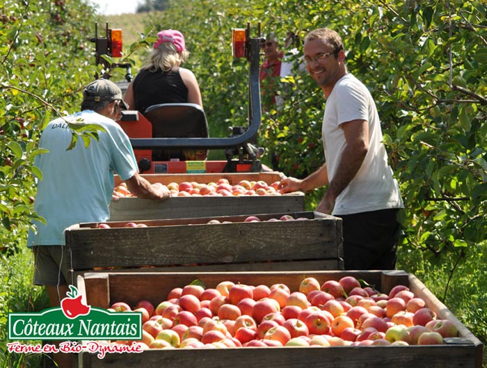 フランス老舗オーガニック果樹園の極上フルーツ コトー ナンテ びんちょうたんコム フランス老舗オーガニック果樹園の極上フルーツ コトー ナンテ びんちょうたんコム