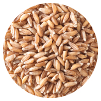 スペルト小麦