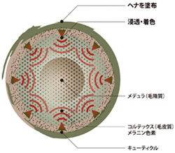 髪の断面図