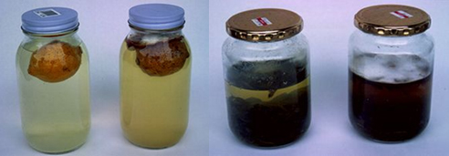 レモン（左）と茶葉（右）の抗菌比較実験の様子。いずれも左がエリクサー水、右が水道水