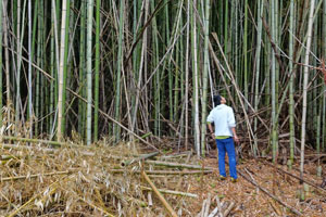 エシカルバンブー竹炭と竹酢液を活用した洗濯洗剤 アウトドアスプレー びんちょうたんコム