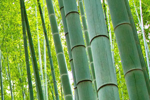 エシカルバンブー：バンブーミストの竹酢液