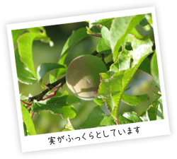 吉野の梅