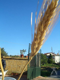 【アサクラの古代小麦パスタ】小麦