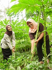 有機jas明日葉 あしたば アシタバ 粉末 機能植物 びんちょうたんコム