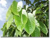 バナバ茶の葉