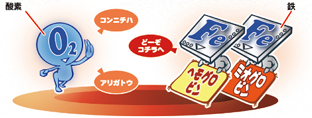 大切な役割を担う、「鉄」のはたらき